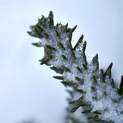 green plant shoots emerging through melting snow